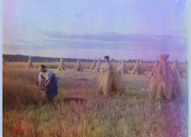 «Новгородская губерния. На жнитве». Фотохудожник: Прокудин-Горский С.М. Библиотека Конгресса США, отдел эстампов и фотографий, Общественное достояние. «Новгородская губерния. На жнитве». Фотохудожник: Прокудин-Горский С.М.